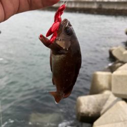 穴釣りでエゾメバル