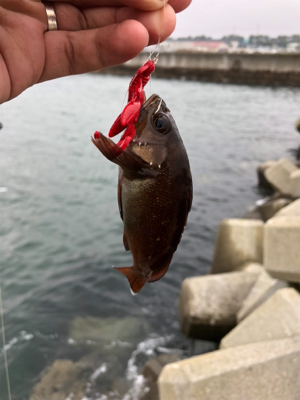 穴釣りでエゾメバル