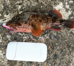 よくひきました