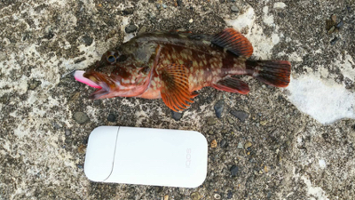 よくひきました