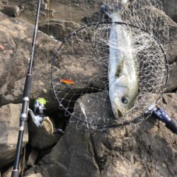 久しぶりの釣果となりました。