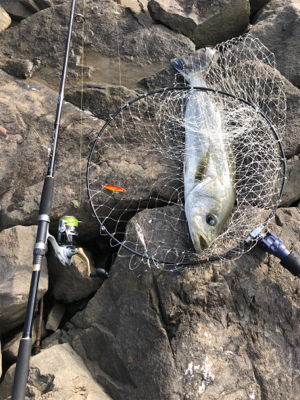 久しぶりの釣果となりました。