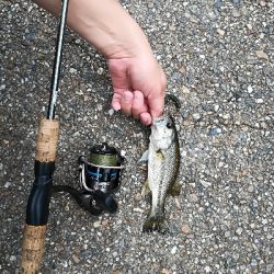 人生初ブラックバス