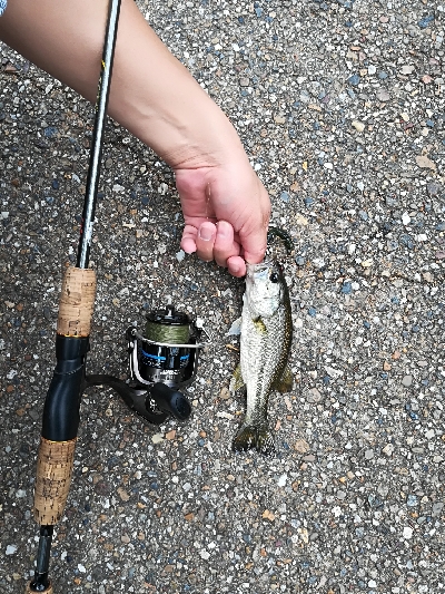 人生初ブラックバス