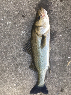 朝からテトラへ、。