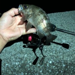 アジん…メバリング