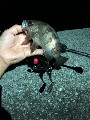 アジん…メバリング