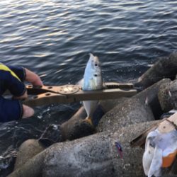 シーバスはいずこへ?