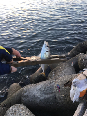 シーバスはいずこへ?