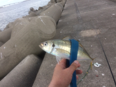 尺メクリアジ、再び