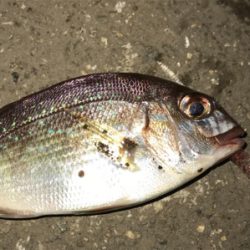 チャリコ祭りだ！