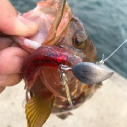 オヤジ達の釣り旅行2日目