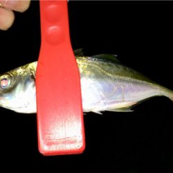 メバル時々カサゴ偶にアジ