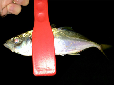 メバル時々カサゴ偶にアジ