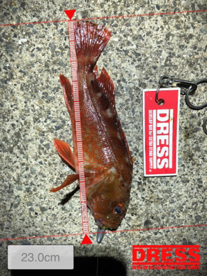 こましなケンサキとガシラ