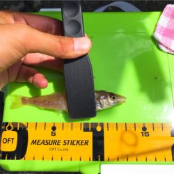 まだ濁り消えずだがキス好調