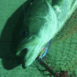 狙い通りのシーバス