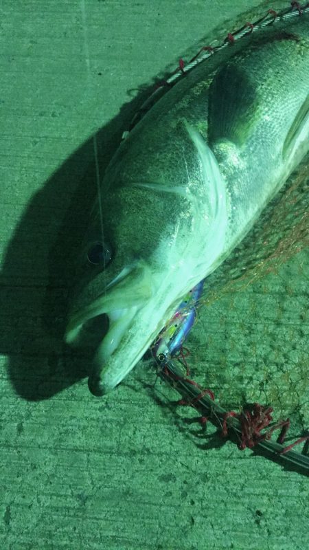 狙い通りのシーバス