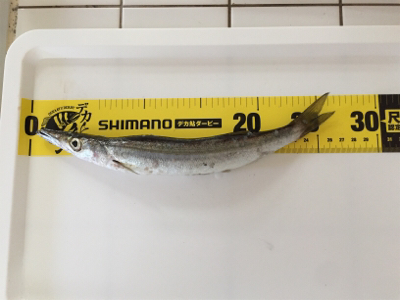 ラッキーパンチ