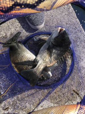 盆休み初日 朝マズメフカセ