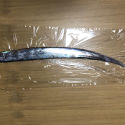 タチウオ、始まった！