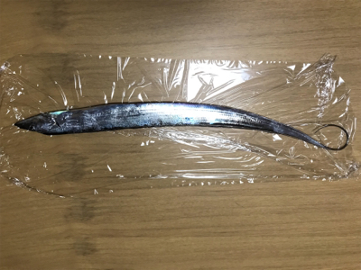 タチウオ、始まった！