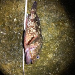 久しぶりのコロタマ