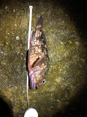 久しぶりのコロタマ