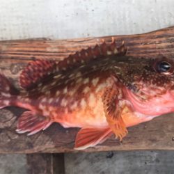 初手漕ぎボート