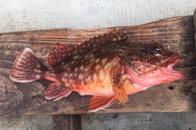 初手漕ぎボート