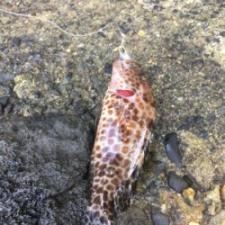 ロックフィッシュ！