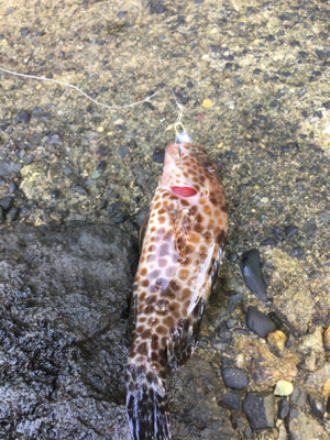 ロックフィッシュ！