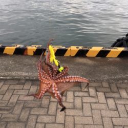 朝まづめオクトパッシング