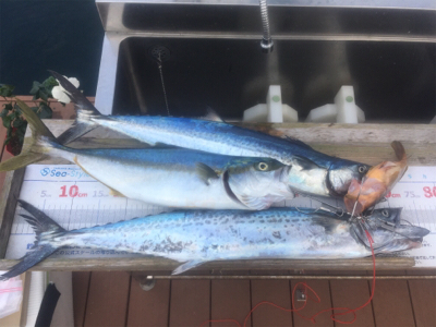 ヨットからショアジギング