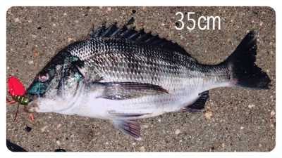 高活性チニング