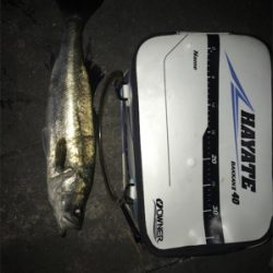 イカもお盆休み。