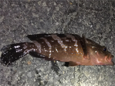 キジハタゲーム