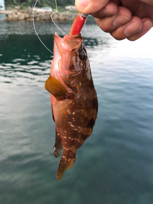 オヤジ達の釣り旅行3日目