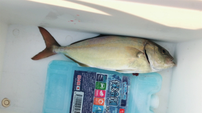 ライトショアとワインド