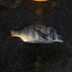 ライトワインドチニング