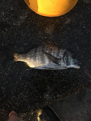 ライトワインドチニング