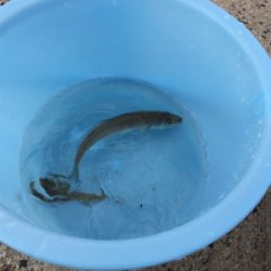 チョイ投げ五目釣り