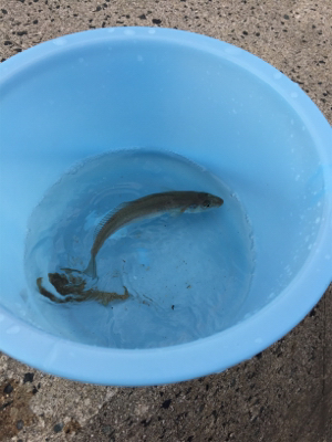 チョイ投げ五目釣り