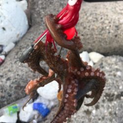 タコ、終盤戦！