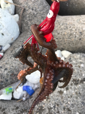 タコ、終盤戦！