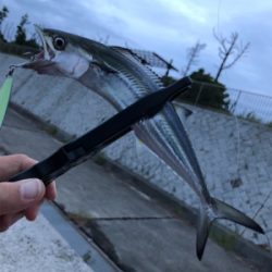 朝タチウオ調査