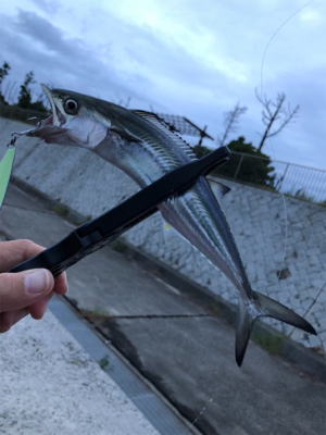 朝タチウオ調査