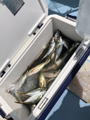 横須賀走水の高取丸さんからアジ釣り。