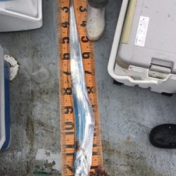 船タチ、スタート