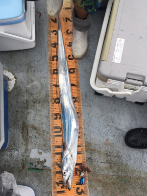 船タチ、スタート